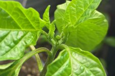 Brown XXL F 2 zu F 3, Frucht 1. V 1 , 12.01.2026, 20.26 Uhr.jpg