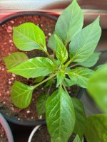 Thaiviolett F 5 zu F 6, 15.01.2026, 10.26 Uhr.jpg Thaiviolett F 5 zu F 6, 15.01.2026, 10.26 Uhr.jpg