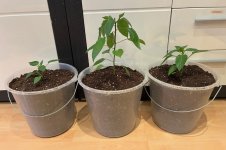 Brown XXL F 2 zu F 3, Frucht 1-3, V 1-3, 16.01.2026, 17.24 Uhr.jpg