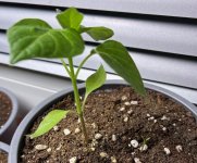 Zébrange, 16.01.2026, 17.25 Uhr.jpg