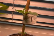 Stabilisieren von Pflanzen, 18.01.2026, 13.47 Uhr.jpg