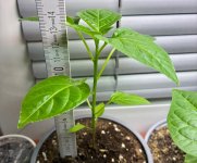 Red Lemon Pepper F 3 zu F 4, 19.01.2026, 19.41 Uhr.jpg