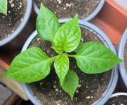 Dorset Naga, 20.01.2026, 17.19 Uhr.jpg Dorset Naga, 20.01.2026, 17.19 Uhr.jpg