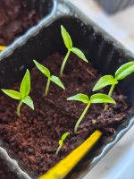 IMG_20260120_130716573.jpg IMG_20260120_130716573.jpg