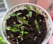 Naga Viper, 22.01.2026, 12.41 Uhr.jpg