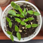 Naga Viper, 24.01.2026, 09.27 Uhr.jpg