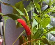 Kyoto-Pepper, 01.02.2026, 08.46 Uhr.jpg