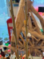 Weidenkätzchen, 07.02.2026, 13.30 Uhr.jpg