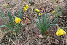 Osterglocken, 08.02.2026, 13.02 Uhr.jpg