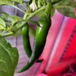 Manganji Togarashi Red, 09.02.2026, 18.37 Uhr.jpg