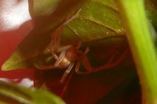 Cheiracanthium mildei, a, 11.02.2026, 15.11 Uhr.jpg