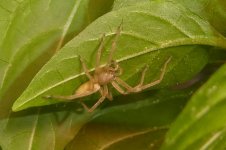 Cheiracanthium mildei, b, 11.02.2026, 15.13 Uhr.jpg