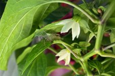 Cheiracanthium mildei, c, 11.02.2026, 15.17 Uhr.jpg