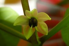 Ghostly Jalapeño Orange, 19.02.2026, 15.02 Uhr.jpg