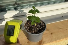 Chiltepin Sonora Red, 23.01.2026, 12.25 Uhr.jpg