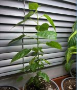 Chiltepin Sonora Red, 20.02.2026, 00.00 Uhr.jpg