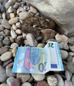 Feldhase, c, 20.02.2026, 11.32 Uhr.jpg