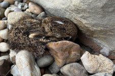 Feldhase, d, 20.02.2026, 11.48 Uhr.jpg Feldhase, d, 20.02.2026, 11.48 Uhr.jpg