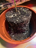 Red Lemon Pepper F 3 zu F 4, a, 22.02.2026, 09.14 Uhr.jpg