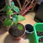 Red Lemon Pepper F 3 zu F 4, b, 22.02.2026, 09.23 Uhr.jpg