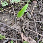 Erster Bärlauch, 23.02.2026, 11.45 Uhr.jpg Erster Bärlauch, 23.02.2026, 11.45 Uhr.jpg