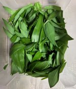 Erster Bärlauch, 25.02.2026, 18.27 Uhr.jpg