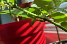 Ghostly Jalapeño Orange, 26.02.2026, 14.47 Uhr.jpg