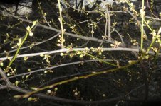 Kirschpflaume, 26.02.2026, 17.52 Uhr.jpg