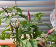 Thai Purple Light F5 zu F 6, 27.02.2026, 09.09 Uhr.jpg