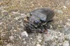 Sägebock Prionus coriarius, Cerambycidae, b, 06.07.2025, 11.08 Uhr.jpg