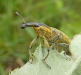 Stumpfflügeliger Sumpfrüssler Lixus angustatus, Curculionidae, b, 20.05.2019.jpg