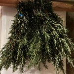 Rosmarin-Ernte, 02.03.2026, 13.48 Uhr.jpg Rosmarin-Ernte, 02.03.2026, 13.48 Uhr.jpg