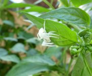 Veränderliche Krabbenspinne auf Finger-Chili, 02.08.2024, 17.25 Uhr.jpg