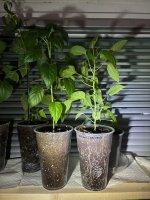 Durchwurzelung, 03.03.2026, 20.43 Uhr.jpg Durchwurzelung, 03.03.2026, 20.43 Uhr.jpg