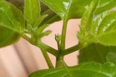 Chiltepin Sonora Red, 04.03.2026, 08.06 Uhr.jpg