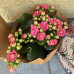 Blumen für den Weltfrauentag, am 08.03.2026, vom 07.03.2026.jpg