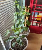 Projektpflanzen, 08.03.2026, 09.33 Uhr.jpg Projektpflanzen, 08.03.2026, 09.33 Uhr.jpg