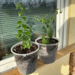 Chiltepin Sonora Red + Aji Charapita Yellow, 08.03.2026, 15.32 Uhr.jpg Chiltepin Sonora Red + Aji Charapita Yellow, 08.03.2026, 15.32 Uhr.jpg