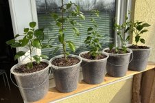 Chili-Pflanzen, 09.03.2026, 10.30 Uhr.jpg