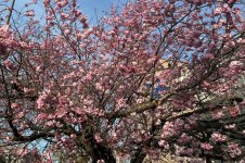 Kirschblüte, 10.03.2026, 09.29 Uhr.jpg