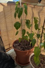 Red Lemon Pepper F 3 zu F 4, 12.03.2026, 16.55 Uhr.jpg