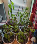 Bereits umgetopfte Chilis, 12.03.2026, 17.21 Uhr.jpg