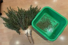 Getrocknete Rosmarinzweige, 14.03.2026, 12.14 Uhr.jpg