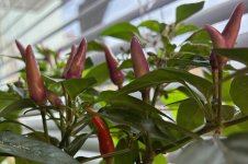 Thai Purple Light F 5 zu F 6, 17.03.2026, 14.35 Uhr.jpg