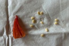 Thai Purple Light F 5 zu F 6, 18.03.2026, 13.06 Uhr.jpg