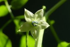 Chiltepin Sonora Red, 20.03.2026, 14.19 Uhr.jpg