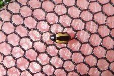 Phyllotreta ochripes, Chrysomelidae, 19.03.2020.jpg Phyllotreta ochripes, Chrysomelidae, 19.03.2020.jpg