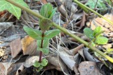 Wilde Minze, 22.03.2026, 14.03 Uhr.jpg