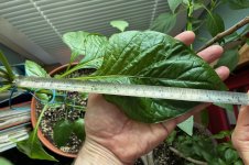 Red Lemon Pepper F 3 zu F 4, 23.03.2026, 16.13 Uhr.jpg