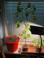 Zébrange, 22.03.2026, 17.35 Uhr.jpg